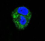 ADORA2A Antibody in Immunocytochemistry (ICC/IF)