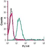 D2 Dopamine Receptor (extracellular) Polyclonal Antibody, FITC