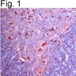 alpha-2c Adrenergic Receptor Polyclonal Antibody