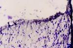 Endothelin Receptor B Antibody in Immunohistochemistry (Paraffin) (IHC (P))