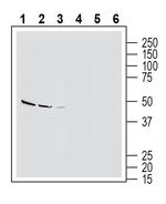 Endothelin Receptor B (extracellular) Polyclonal Antibody