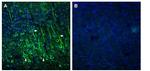 EphA2 (extracellular) Antibody in Immunohistochemistry (Frozen) (IHC (F))