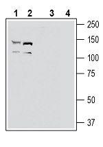 EphA2 (extracellular) Antibody in Western Blot (WB)