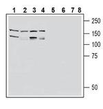 EphA2 (extracellular) Antibody in Western Blot (WB)