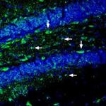 Ephrin-A2 (extracellular) Polyclonal Antibody