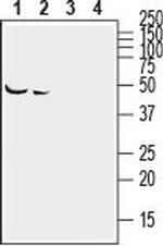 Ephrin-A2 (extracellular) Antibody in Western Blot (WB)