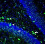 Ephrin-A5 (extracellular) Polyclonal Antibody