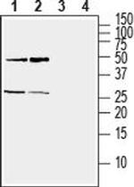 Ephrin-A5 (extracellular) Antibody in Western Blot (WB)