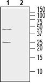 Ephrin-A5 (extracellular) Antibody in Western Blot (WB)