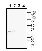 Ephrin-B2 (extracellular) Antibody in Western Blot (WB)