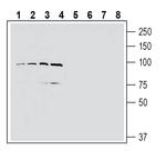 EphA4 (extracellular) Polyclonal Antibody