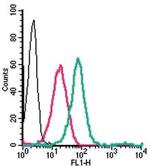 GPER1/GPR30 (extracellular) Polyclonal Antibody, FITC