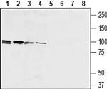 EMR1 (ADGRE1) (extracellular) Polyclonal Antibody