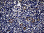 AFAP1 Antibody in Immunohistochemistry (Paraffin) (IHC (P))