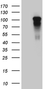 AFAP1 Antibody in Western Blot (WB)