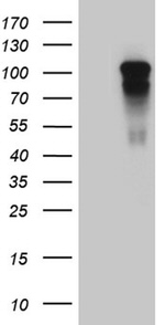 AFAP1 Antibody in Western Blot (WB)