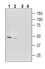 GFAP Antibody in Western Blot (WB)