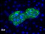 AFP Antibody in Immunocytochemistry (ICC/IF)