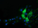 AFP Antibody in Immunocytochemistry (ICC/IF)