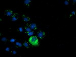 AFP Antibody in Immunocytochemistry (ICC/IF)