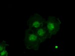 AFP Antibody in Immunocytochemistry (ICC/IF)