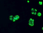 AFP Antibody in Immunocytochemistry (ICC/IF)
