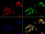 AFP Antibody in Immunocytochemistry (ICC/IF)