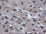 AFP Antibody in Immunohistochemistry (Paraffin) (IHC (P))