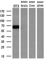 AFP Antibody in Western Blot (WB)