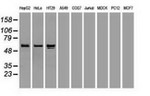 AFP Antibody in Western Blot (WB)
