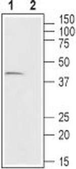 GPR43/FFAR2 Antibody in Western Blot (WB)