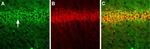 NMDAR1 (GluN1) (extracellular) Polyclonal Antibody