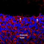 GRIK1 (GluK1) (extracellular) Antibody in Immunohistochemistry (Frozen) (IHC (F))