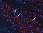 mGluR3 (extracellular) Antibody in Immunohistochemistry (Frozen) (IHC (F))
