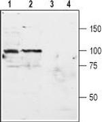 mGluR3 (extracellular) Antibody in Western Blot (WB)
