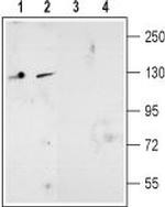 NMDAR2D (GRIN2D) (extracellular) Antibody in Western Blot (WB)