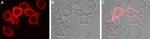 EAAT1 (GLAST) (extracellular) Polyclonal Antibody