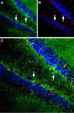 EAAT1 (GLAST) (extracellular) Antibody in Immunohistochemistry (Frozen) (IHC (F))