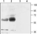 EAAT1 (GLAST) (extracellular) Antibody in Western Blot (WB)