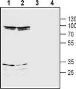NMDAR3B (GRIN3B) (extracellular) Antibody in Western Blot (WB)
