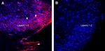 VGLUT1 Antibody in Immunohistochemistry (Frozen) (IHC (F))