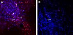 VGLUT1 Antibody in Immunohistochemistry (Frozen) (IHC (F))