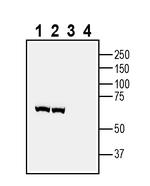 VGLUT1 Antibody in Western Blot (WB)