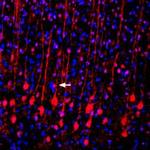 VGLUT2 Antibody in Immunohistochemistry (Frozen) (IHC (F))