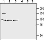 GRID1 (extracellular) Antibody in Western Blot (WB)