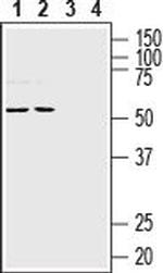 NETO1 (extracellular) Antibody in Western Blot (WB)