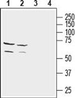 NETO2 (extracellular) Antibody in Western Blot (WB)