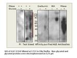 AGE Polyclonal Antibody, FITC