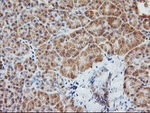 AGPAT5 Antibody in Immunohistochemistry (Paraffin) (IHC (P))