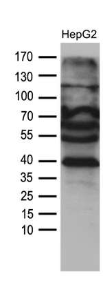 AGPAT9 Antibody in Western Blot (WB)
